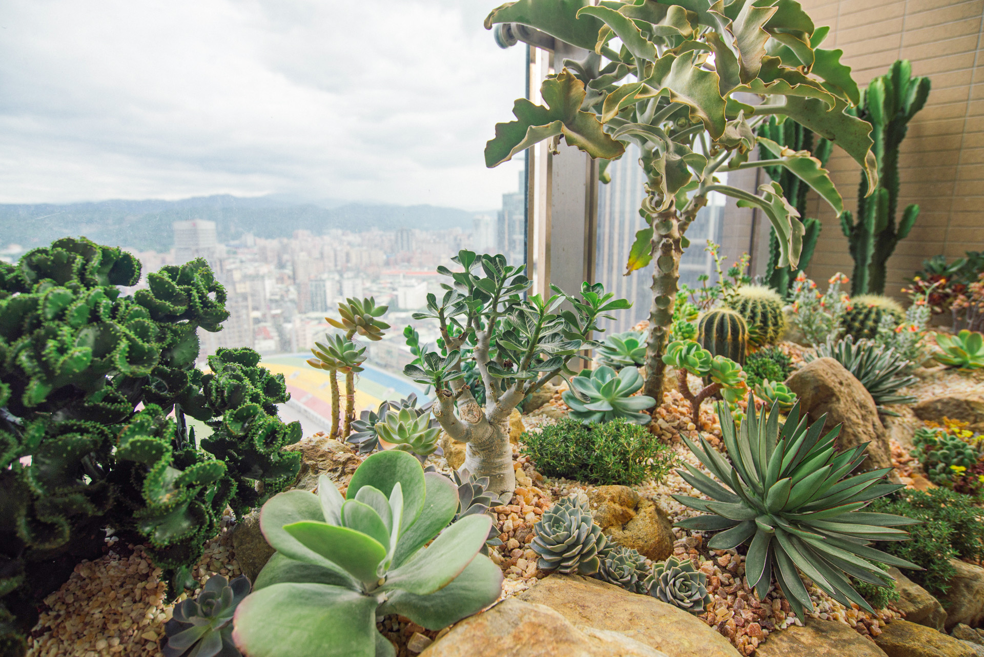 園藝造景推薦:陽台上的彩虹綠地 5 多肉植物造景