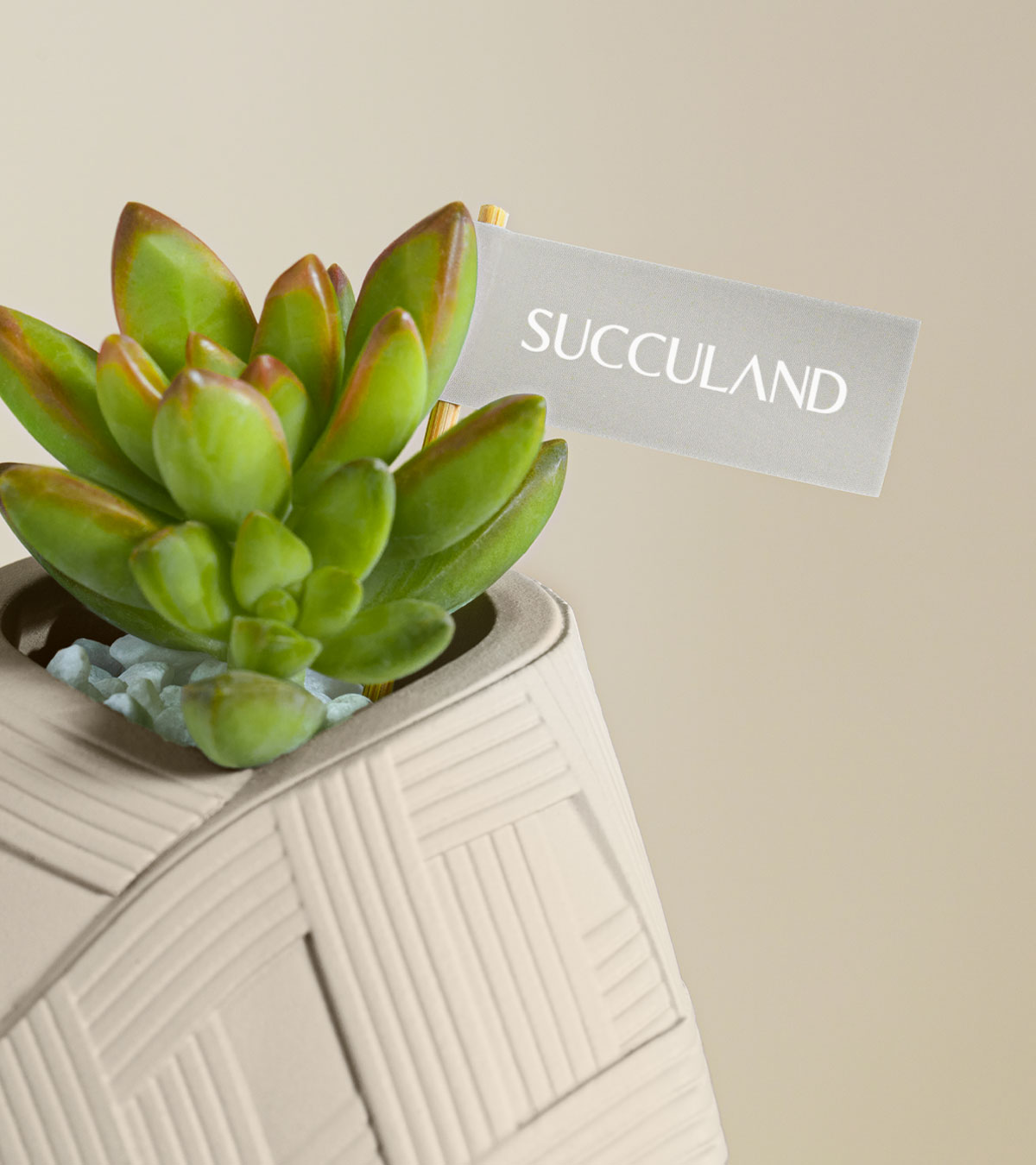 端午禮盒盆栽賀卡