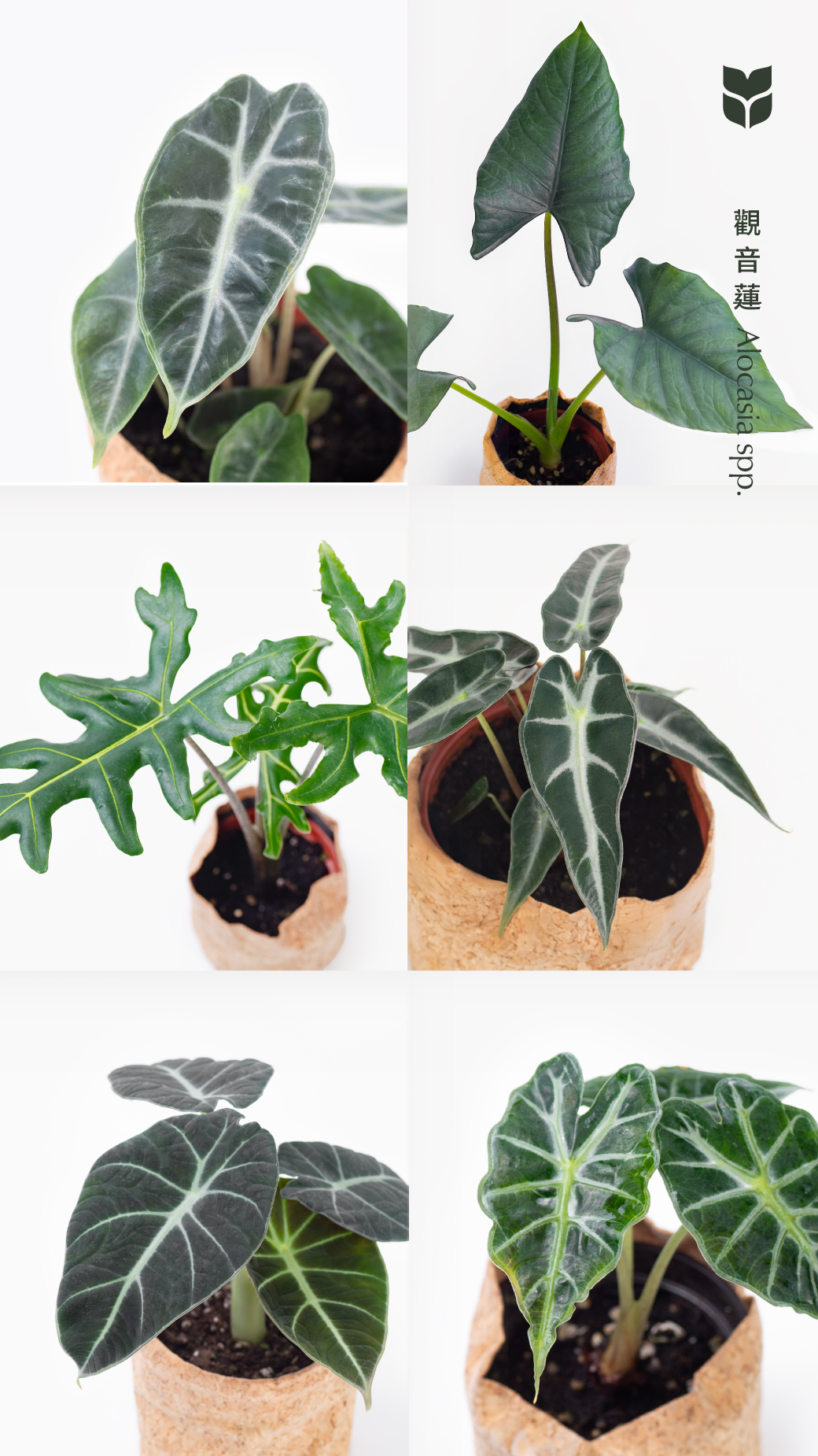 6 種觀音蓮介紹!教你照顧他 22 6 種觀音蓮介紹!教你照顧他 202502 每月一肉line@01