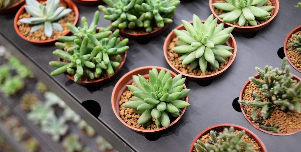 關於有肉 2025poke 10