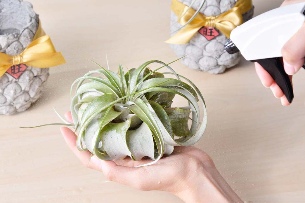 寵物友善植物推薦! 嚴選 8 種綠意到家 2 寵物友善植物推薦! 嚴選 8 種綠意到家 20712%E6%96%B0%E5%95%86%E5%93%81%E6%8B%8D%E6%94%9D 6923