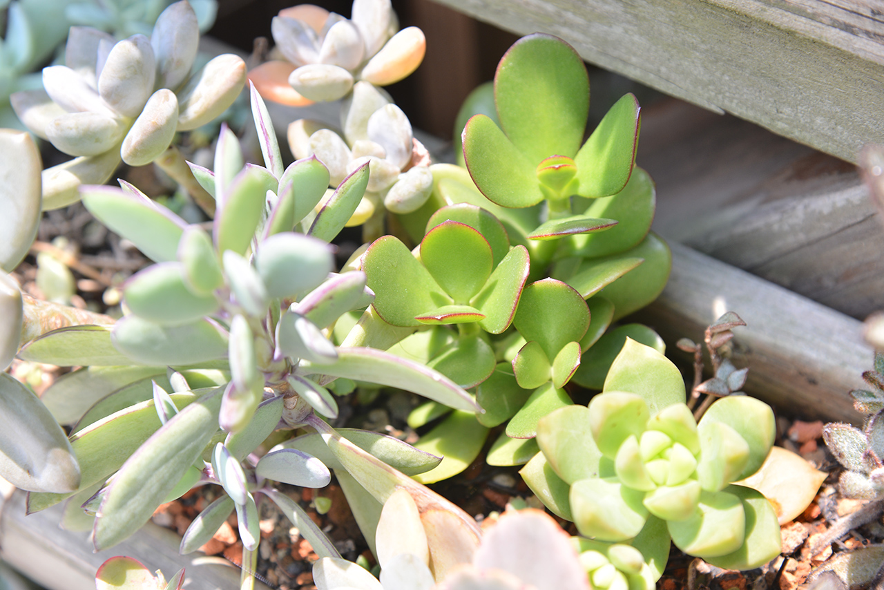 照顧多肉迷思：要曬太陽嗎？ 22DSC 2704