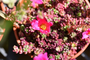【完整教學】植物照顧終極指南 向黑手指說掰掰 2 紫米飯 多肉需要曬太陽嗎