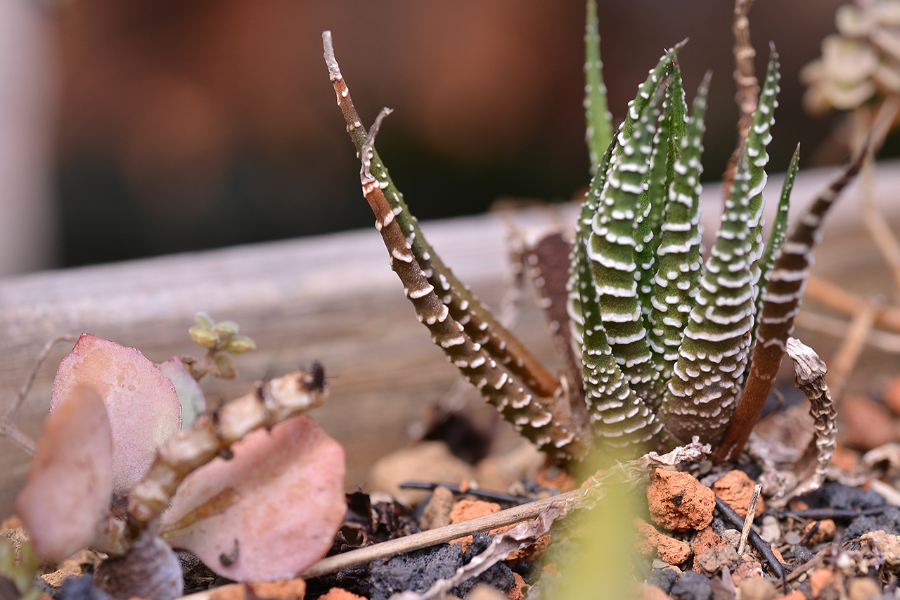 多肉曬傷 十二之卷