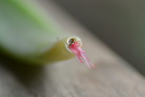植物發根 植物發根
