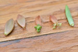 葉插繁殖 葉插繁殖