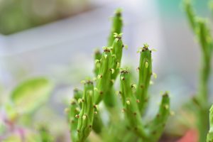 【完整教學】植物照顧終極指南 向黑手指說掰掰 12 珊瑚大戟 多肉