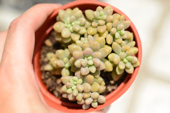 景天科多肉植物 44 景天科多肉植物 2CYS 7511