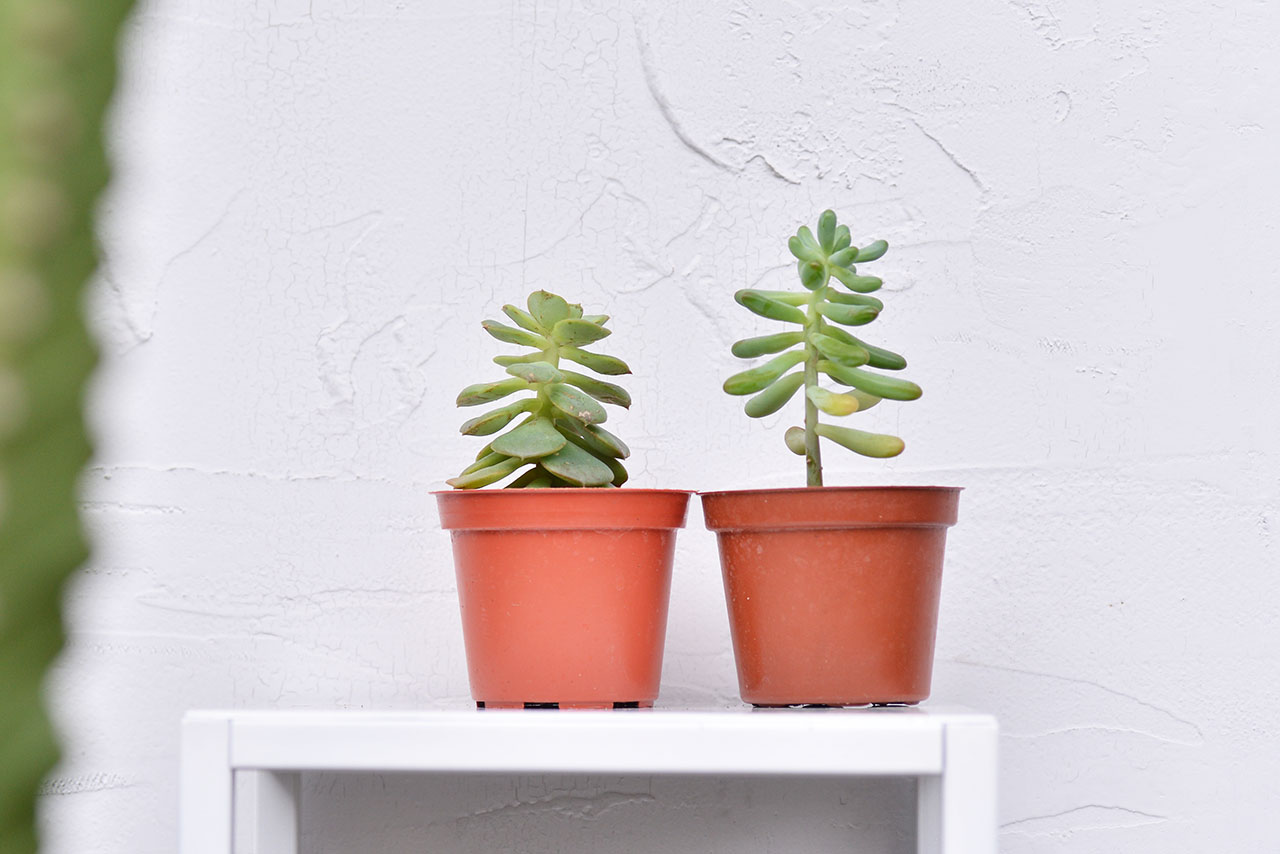 虹之玉 臘牡丹 徒長