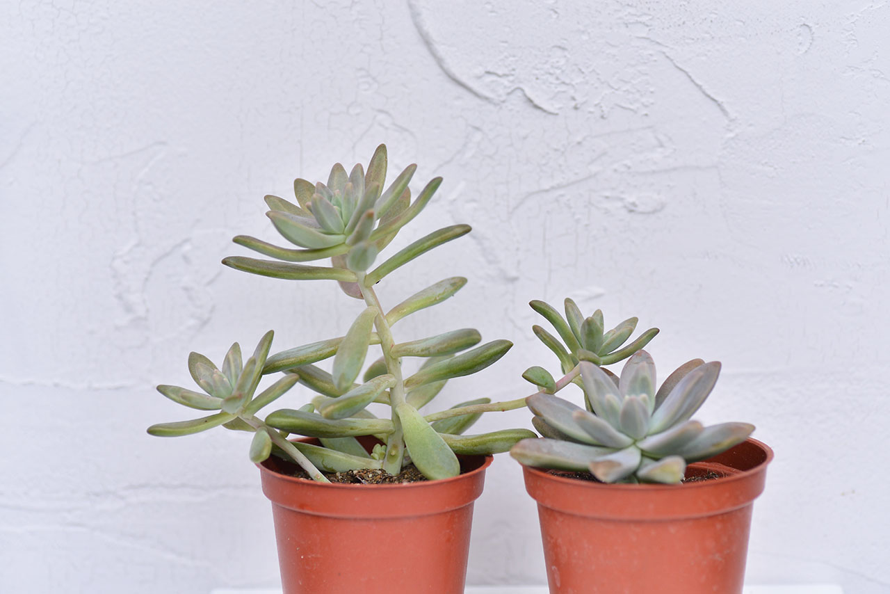 多肉植物 秋麗與朧月1 徒長 塑膠盆 三寸 多肉植物 秋麗與朧月 徒長 塑膠盆 三寸