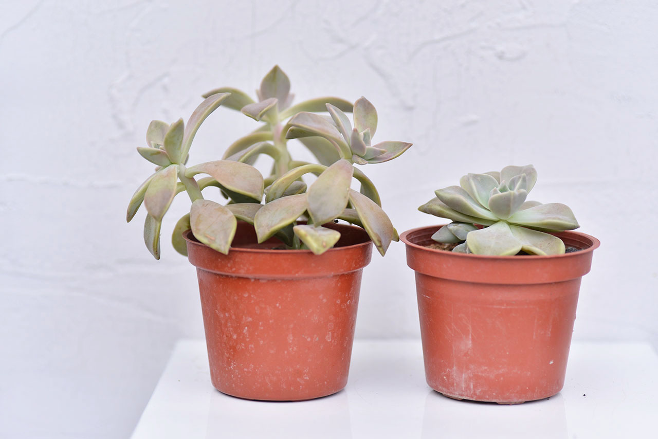 多肉植物 秋麗與朧月2 徒長 多肉植物 秋麗與朧月2 徒長