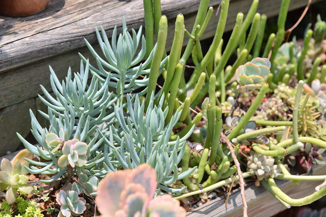 松牟 美空牟 多肉植物 珊瑚大戟