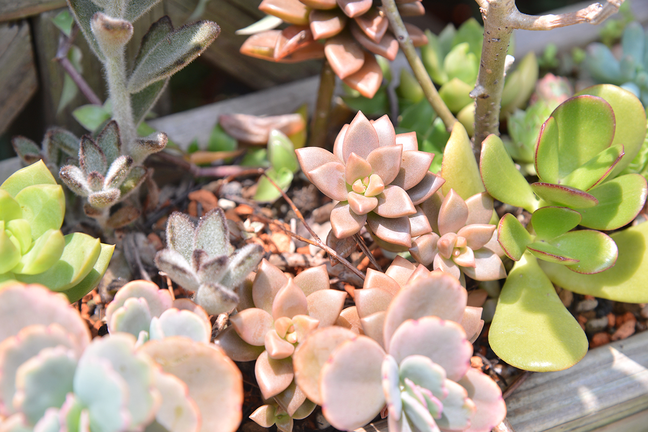 姬朧月 蝴蝶之舞錦 多肉 