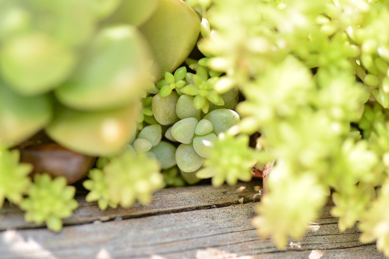 黃金萬年草 姬秋麗