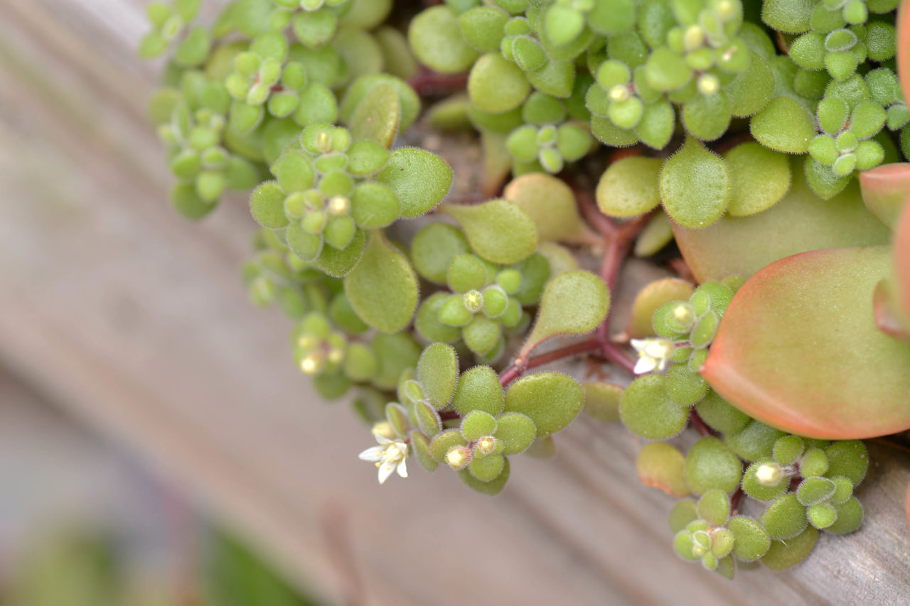 景天科多肉植物 38 景天科多肉植物 2DSC 4376