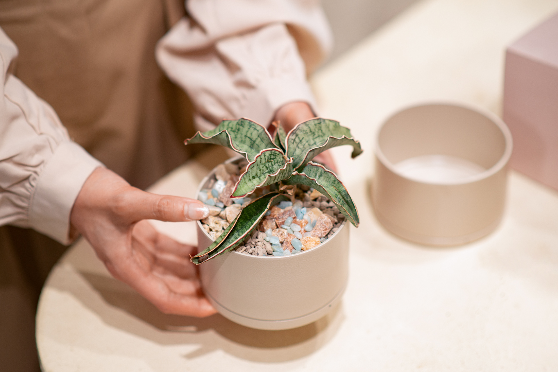 5 款細膩柔和的拿鐵色盆器,調和植物的中性色 2 5 款細膩柔和的拿鐵色盆器,調和植物的中性色 5 款細膩柔和的拿鐵色盆器,調和植物的中性色1