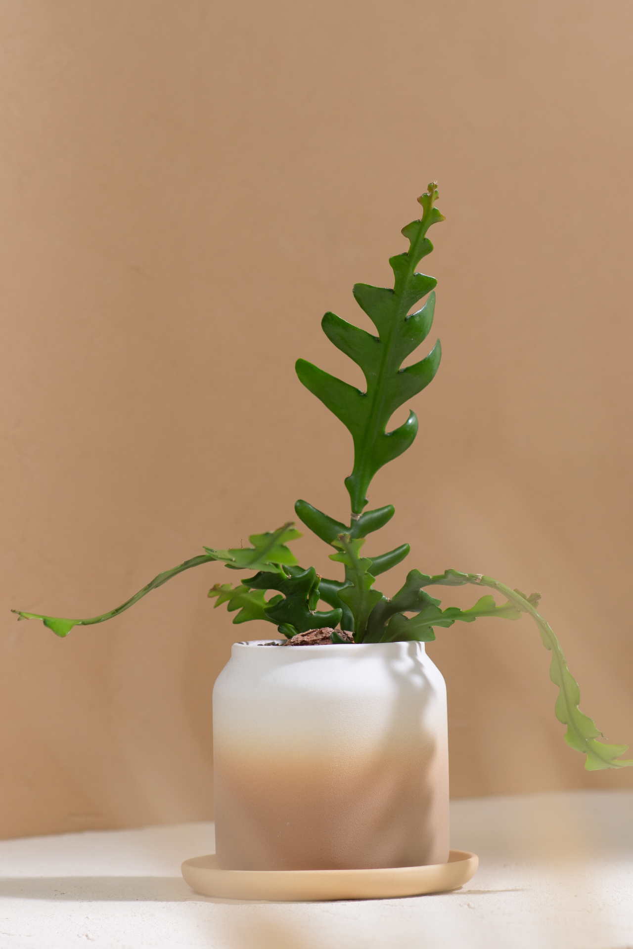 5 款細膩柔和的拿鐵色盆器,調和植物的中性色 6 5 款細膩柔和的拿鐵色盆器,調和植物的中性色 5 款細膩柔和的拿鐵色盆器,調和植物的中性色3