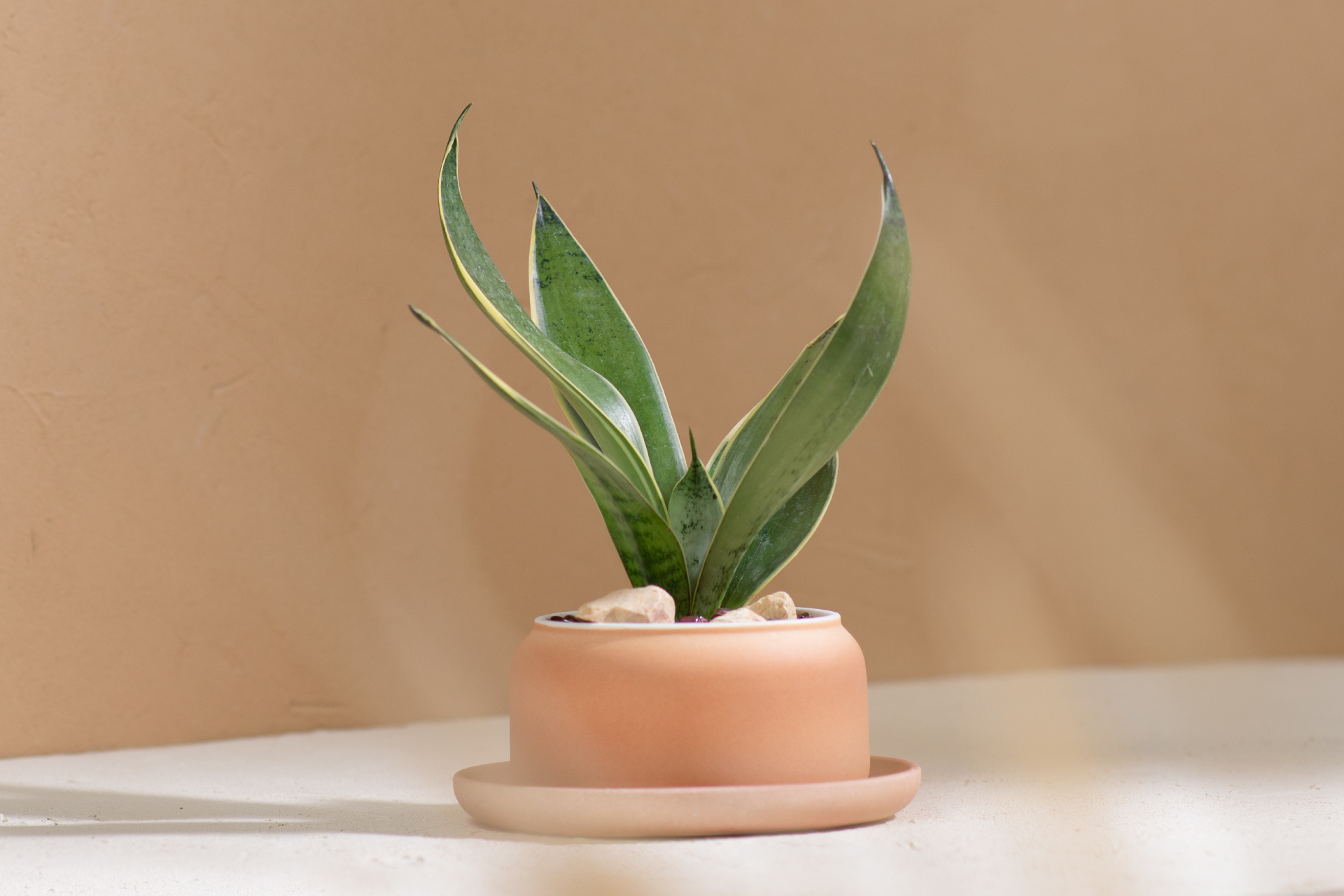 5 款細膩柔和的拿鐵色盆器,調和植物的中性色 4 5 款細膩柔和的拿鐵色盆器,調和植物的中性色 5 款細膩柔和的拿鐵色盆器,調和植物的中性色4