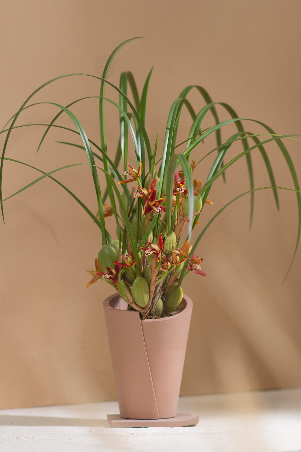 5 款細膩柔和的拿鐵色盆器,調和植物的中性色 5 5 款細膩柔和的拿鐵色盆器,調和植物的中性色 5 款細膩柔和的拿鐵色盆器,調和植物的中性色6