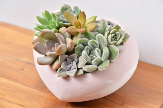 多肉愛心母親節盆栽 多肉愛心母親節盆栽