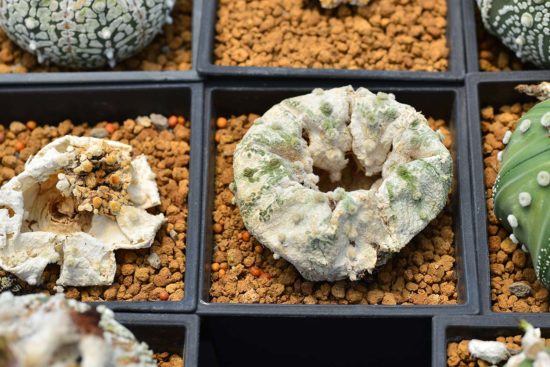 中心凹陷的超兜仙人掌 中心凹陷的超兜仙人掌