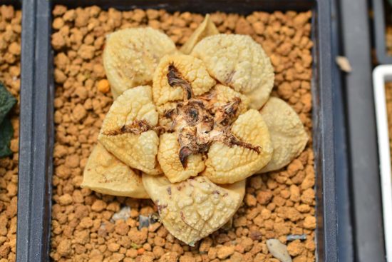 死掉的牡丹仙人掌 死掉的牡丹仙人掌