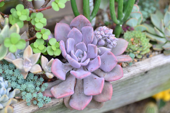 全日照？半日照？教你搞懂植物的需要！ CYS 6683