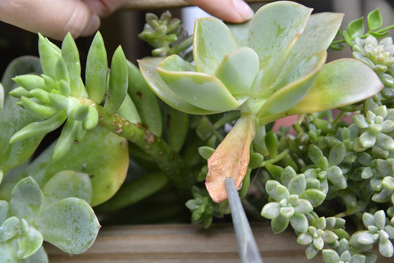 多肉耗葉 多肉耗葉