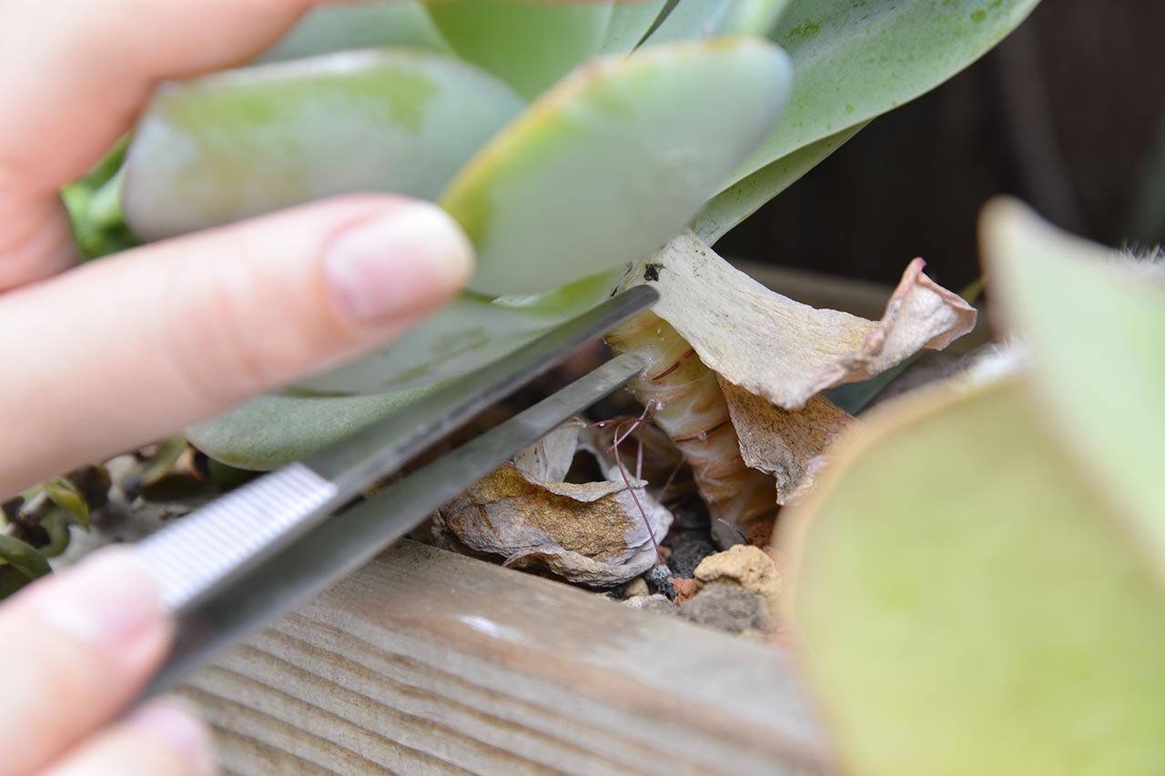 多肉黃葉處理 多肉黃葉處理