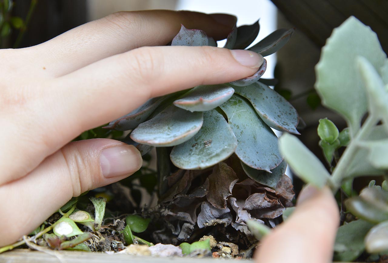 多肉植物枯萎 多肉植物枯萎