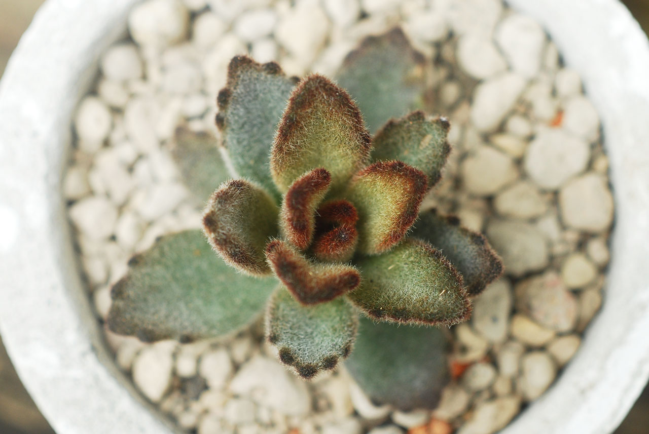 景天科多肉植物 10 多肉植物 兔耳 變異