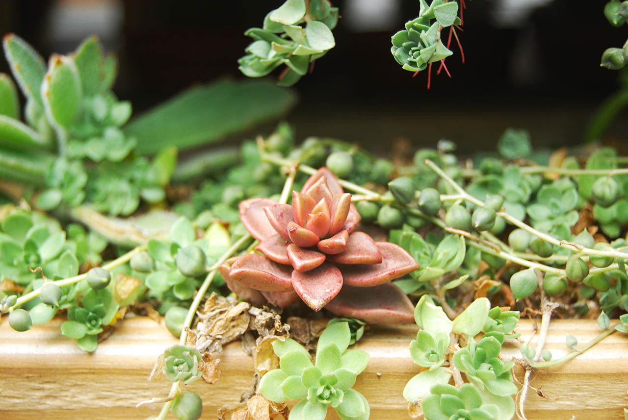 多肉Q&A:多肉植物正確澆水方式大公開 1 DSC_11292