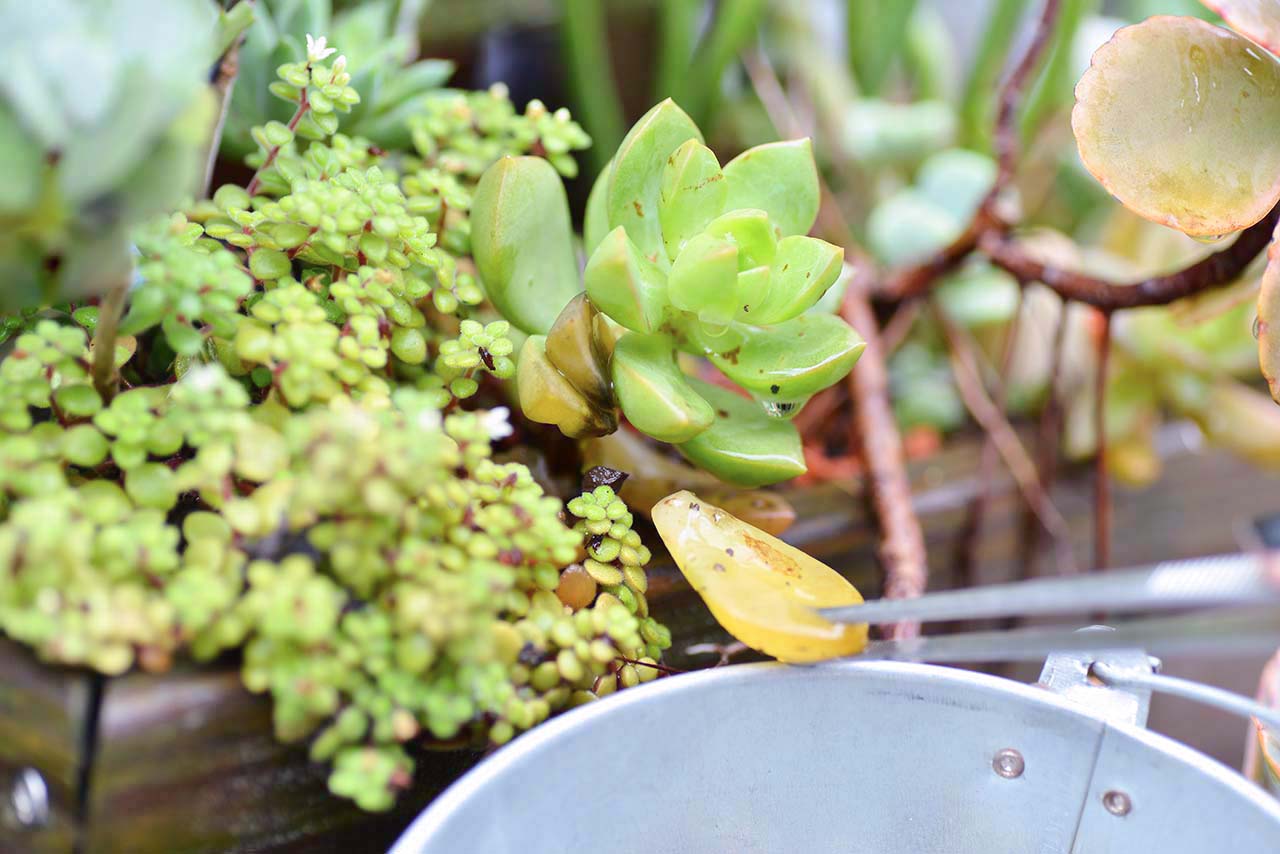 多肉 Q&A ：下雨過後要注意？ (黑腐病) DSC 5054