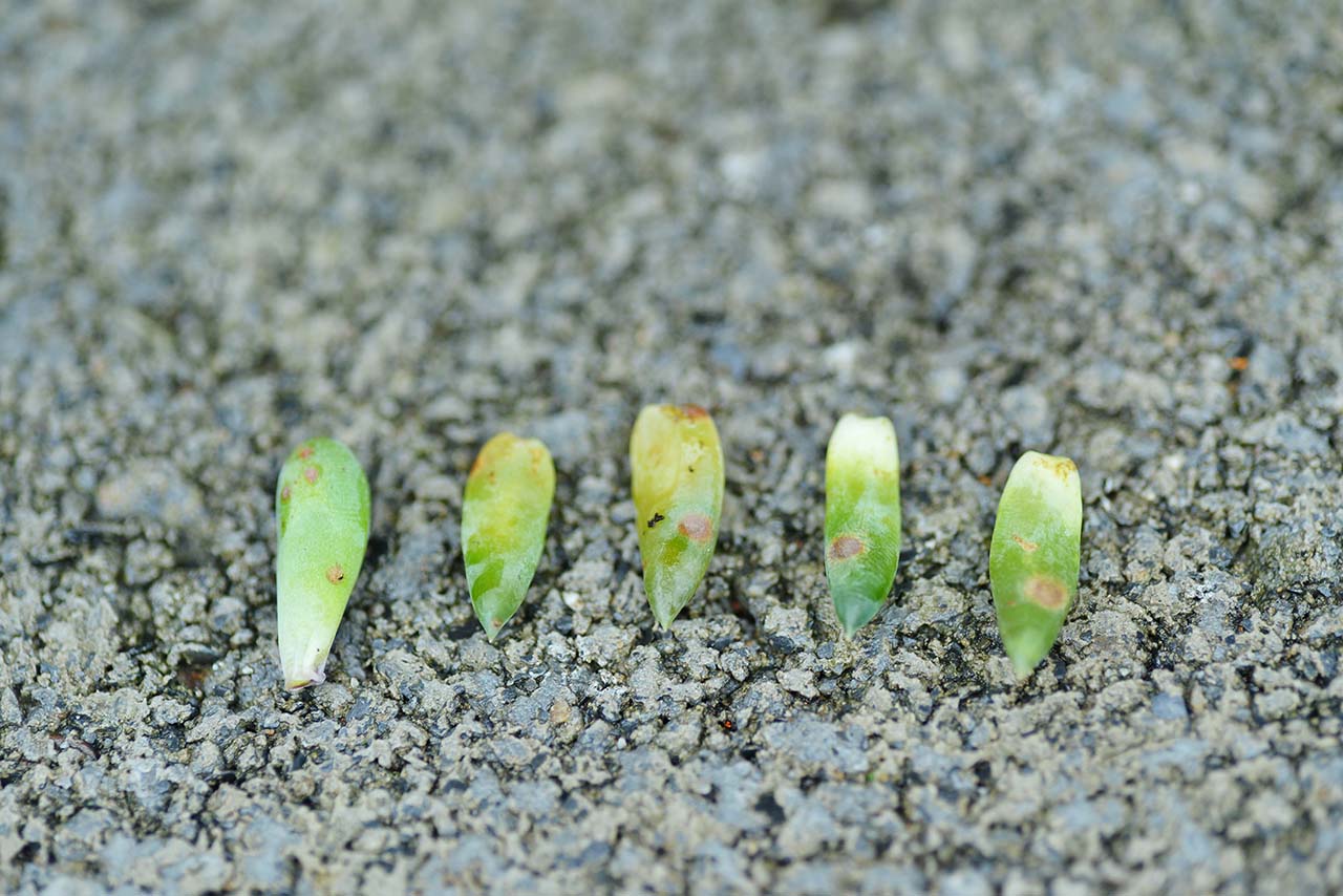 多肉 Q&A :下雨過後要注意? (黑腐病) 2 多肉 Q&A :下雨過後要注意? (黑腐病) DSC 5067