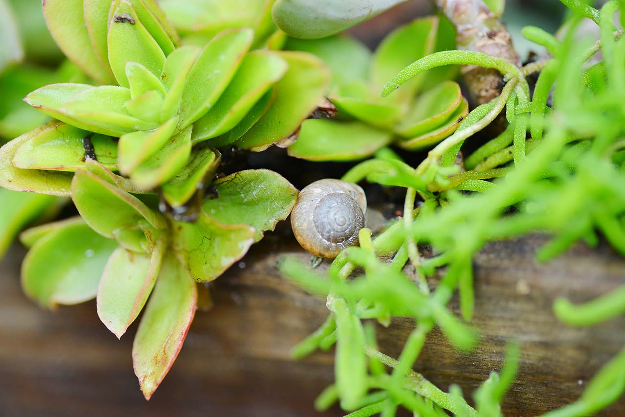 多肉 Q&A :下雨過後要注意? (黑腐病) 6 多肉 Q&A :下雨過後要注意? (黑腐病) DSC 5075