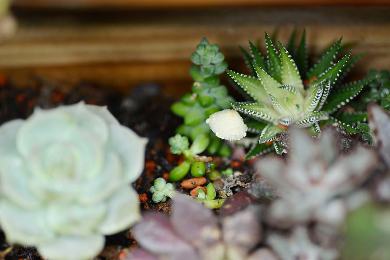 多肉 Q&A :下雨過後要注意? (黑腐病) 8 多肉 Q&A :下雨過後要注意? (黑腐病) DSC 5081