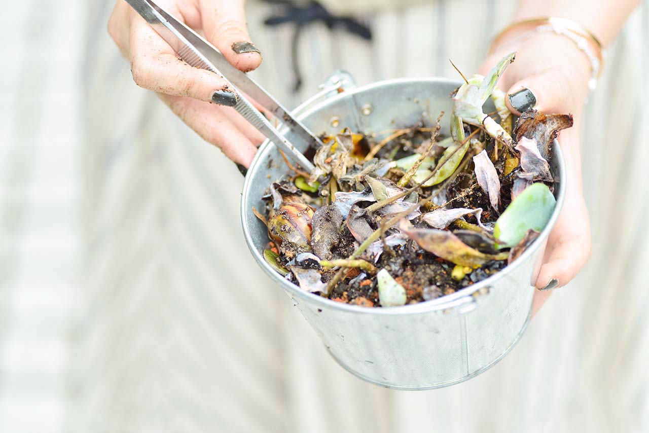 多肉 Q&A :下雨過後要注意? (黑腐病) 10 多肉 Q&A :下雨過後要注意? (黑腐病) DSC 5085