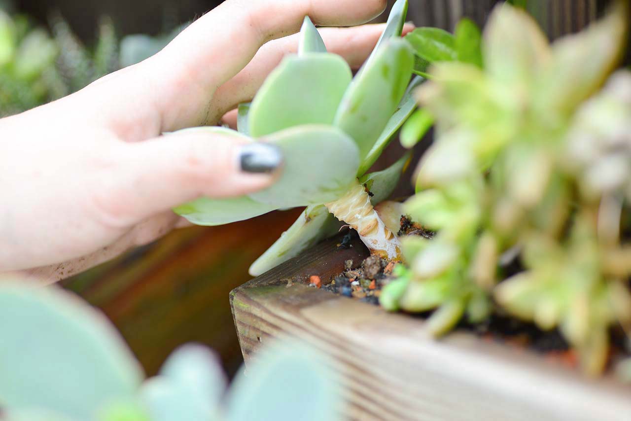 多肉 Q&A :下雨過後要注意? (黑腐病) 4 多肉 Q&A :下雨過後要注意? (黑腐病) DSC 5086