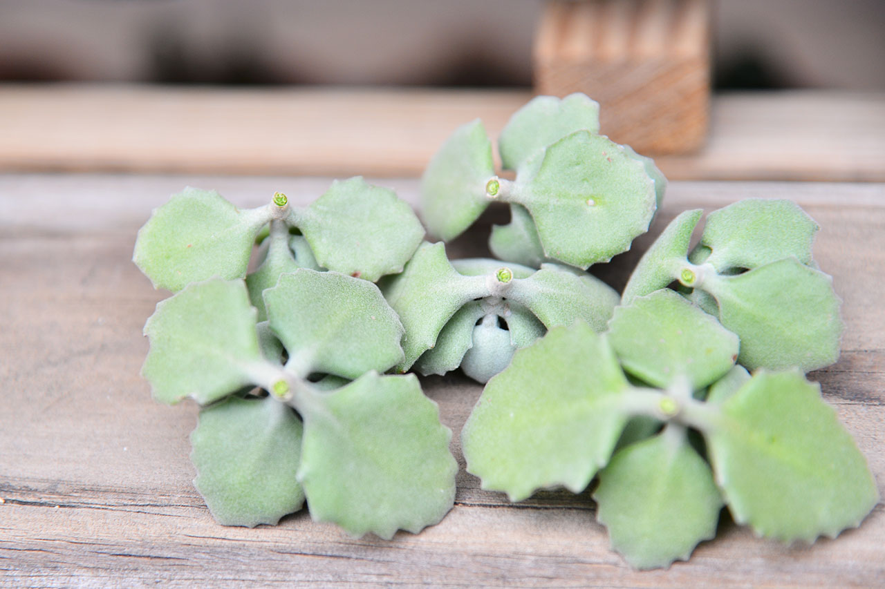 景天科多肉植物 2 多肉Q&A:扦插/繁殖千兔耳 DSC 7464