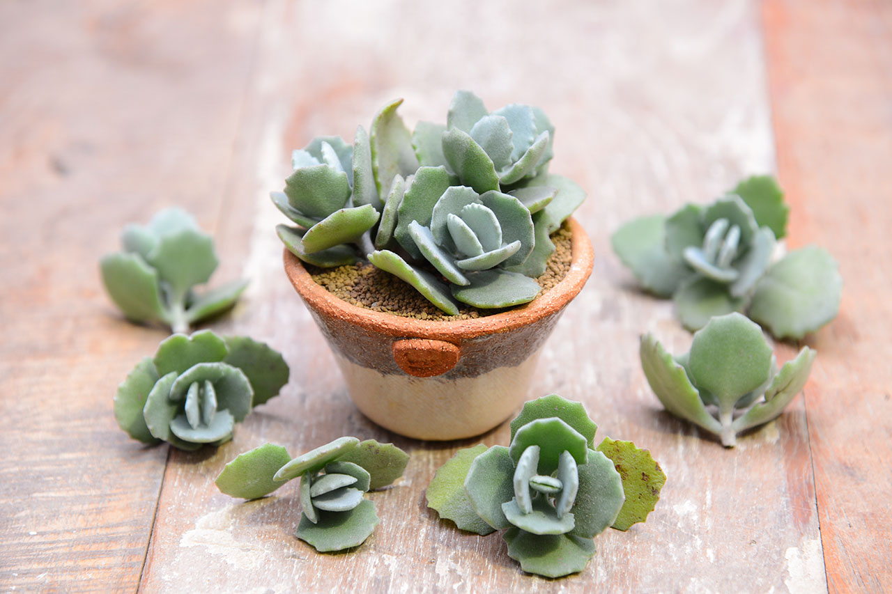 千兔耳 多肉 千兔耳 多肉