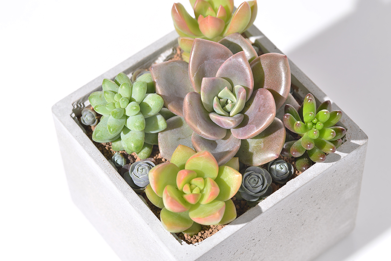 大杯宴 黃麗 新玉綴 虹之玉 子持蓮華