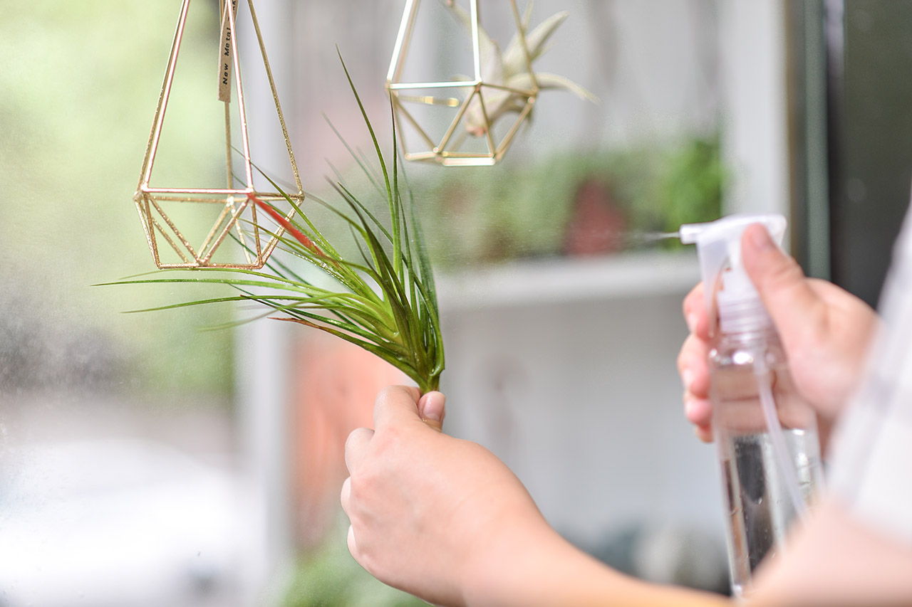 寵物友善植物推薦! 嚴選 8 種綠意到家 1 寵物友善植物推薦! 嚴選 8 種綠意到家 DSC 9916