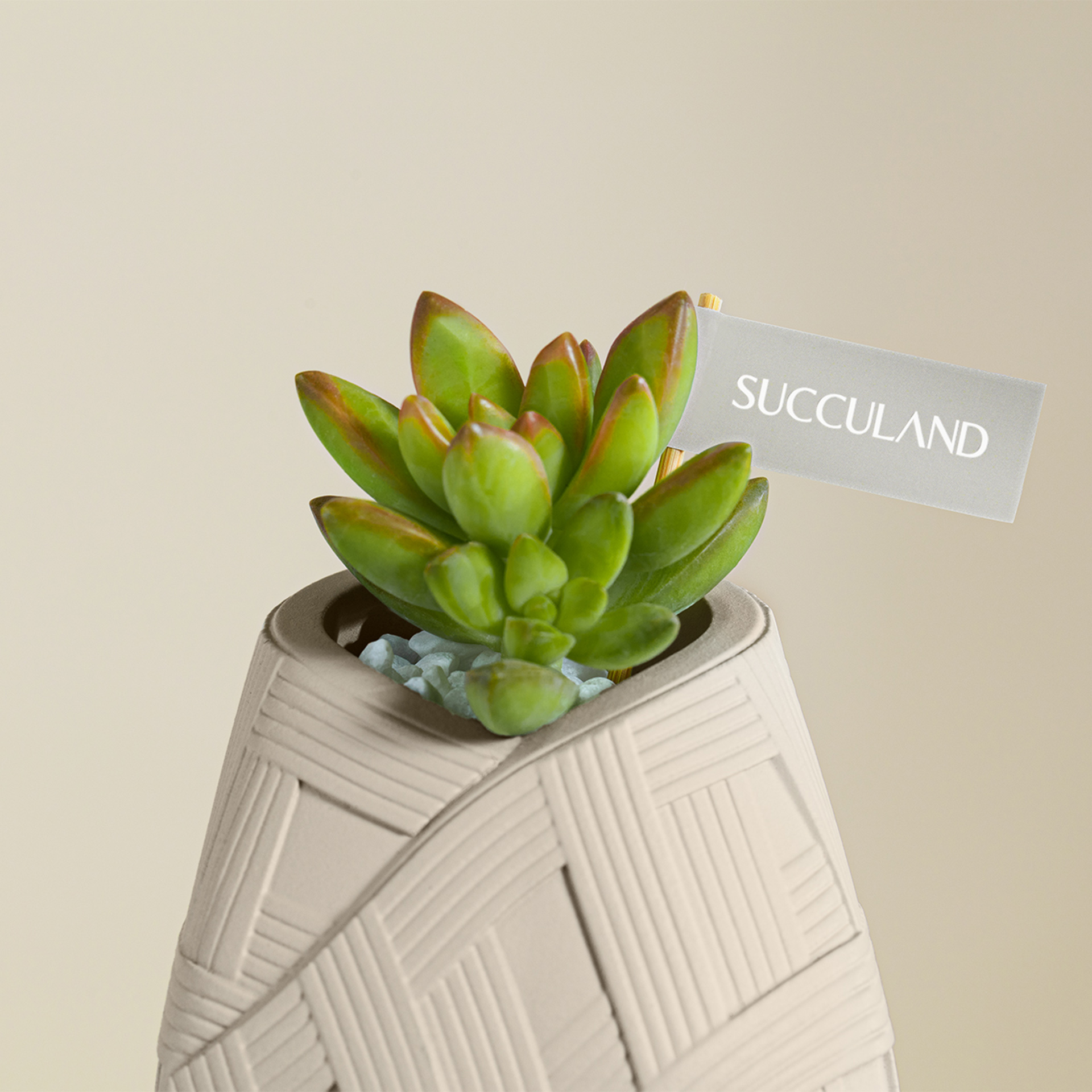 掀開蒸籠造型禮盒 植物粽＆花生糖粽，翻玩端午禮盒！ s2023 有肉端午禮盒 粽久久 李亭香＿綜合台派糕點＿粽子多肉盆栽15 拷貝