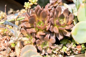 景天科多肉植物 24 黑王子 多肉植物 景天科