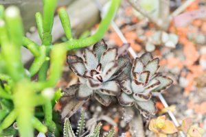 景天科多肉植物 6 黑兔耳 姬兔耳 多肉