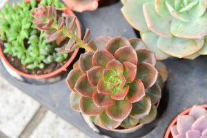 多肉圖鑑：巧克力色多肉