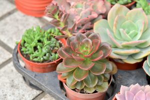 景天科多肉植物 20 巧克力方磚,景天科擬石蓮屬 Echeveria Melaco