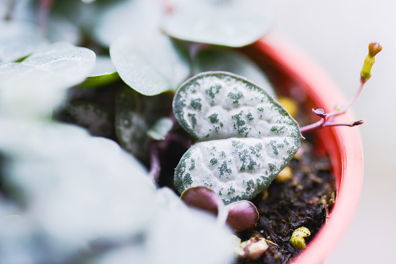 小心型多肉植物葉子