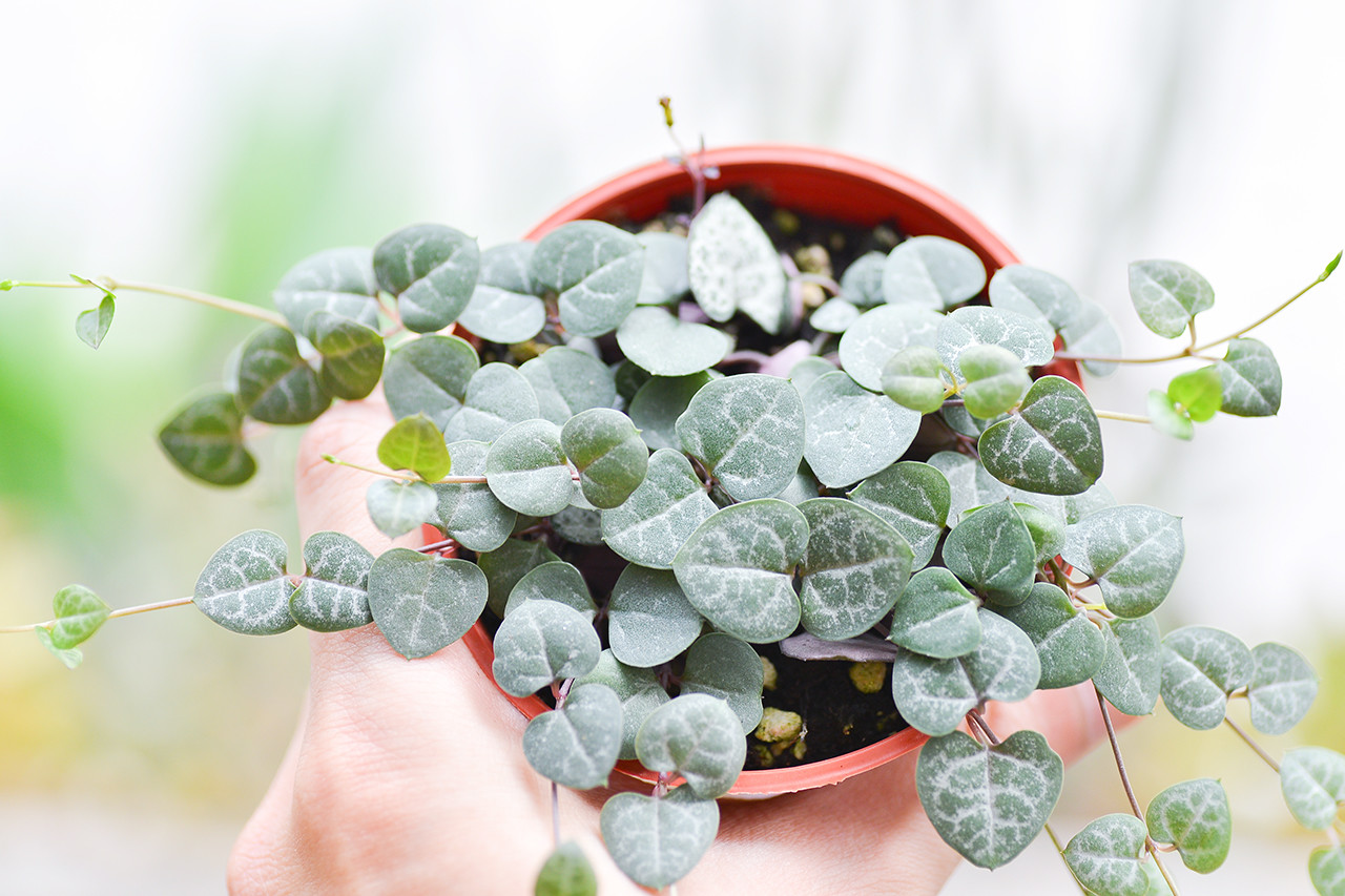 愛之蔓 扦插繁殖