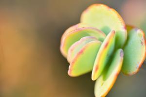 景天科多肉植物 18 景天科多肉植物 wedo 白姬之舞 01